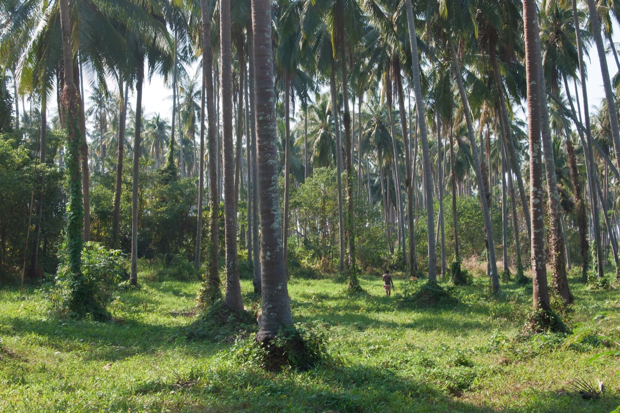 A person walking through a coconut plantation