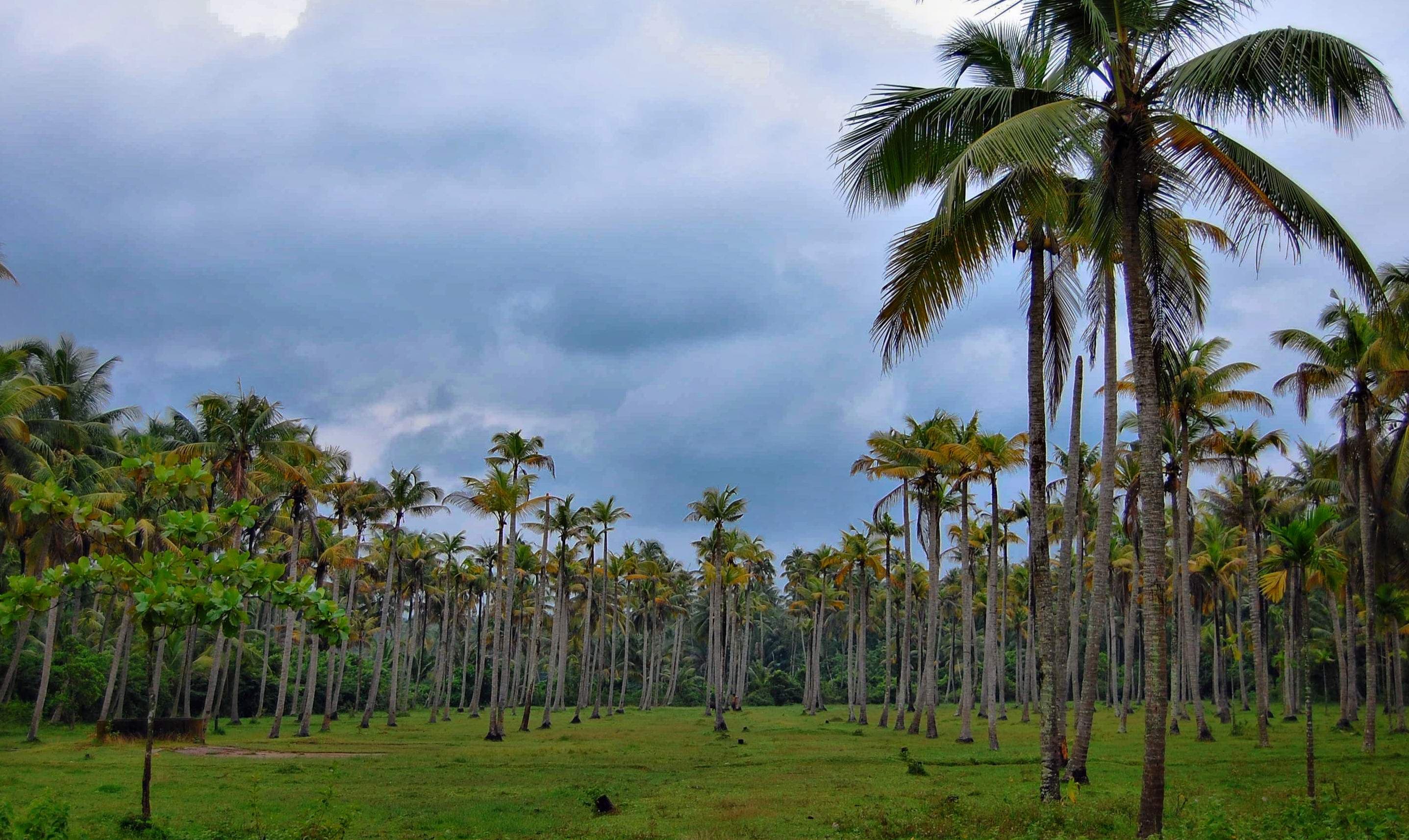 Rows of coconut palms across a plantation