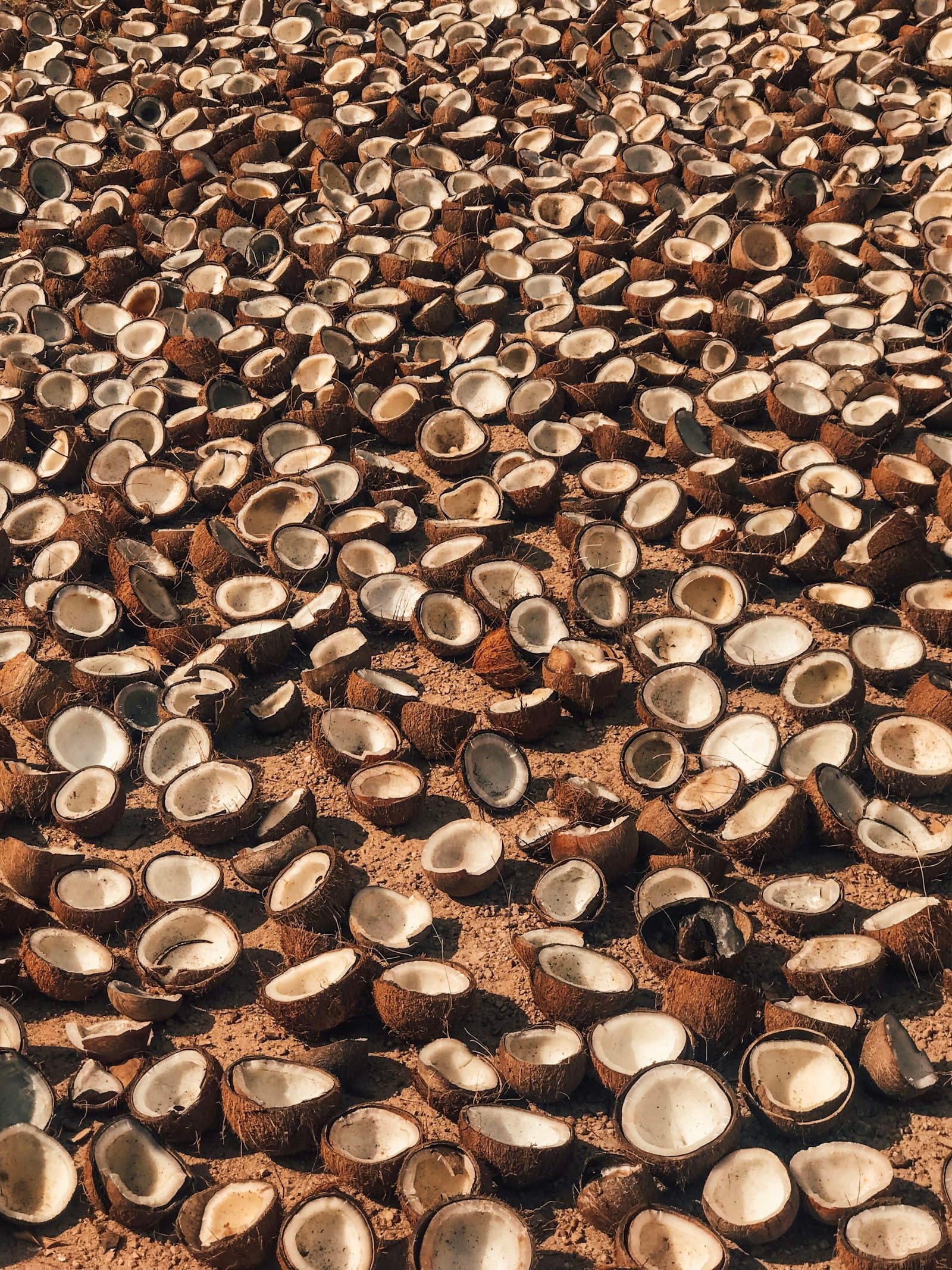 Halved coconut shells drying in the sun, the raw material for shell charcoal
